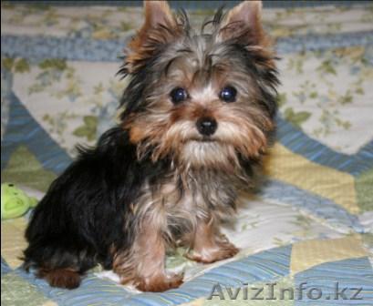 Бесплатный Йоркширский терьер щенки - Изображение #1, Объявление #413947
