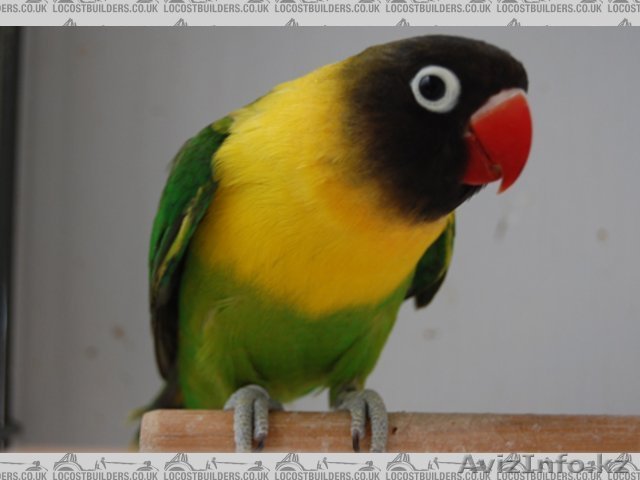 Масковый неразлучник девочка - Изображение #1, Объявление #1506142