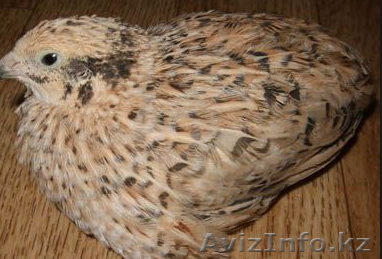 перепёлки  - Изображение #1, Объявление #1600440