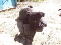 Пропали щенки.. - Изображение #1, Объявление #1158832