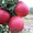 яблоки из Кабардино-Балкарии #823424