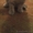 Продам шатландских вислоухих котят  - Изображение #5, Объявление #1578620