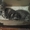 Продам шатландских вислоухих котят  #1578620