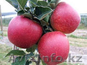 яблоки из Кабардино-Балкарии - Изображение #1, Объявление #823424