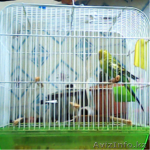 Продам попугая с новой клеткой дешево!!!! - Изображение #1, Объявление #906116