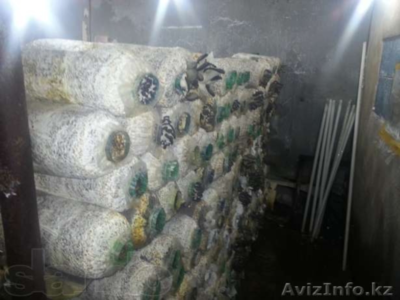 ПРОДАЕТСЯ ДОМ С ДЕЙСТВУЮЩИМ БИЗНЕСОМ - Изображение #7, Объявление #904787