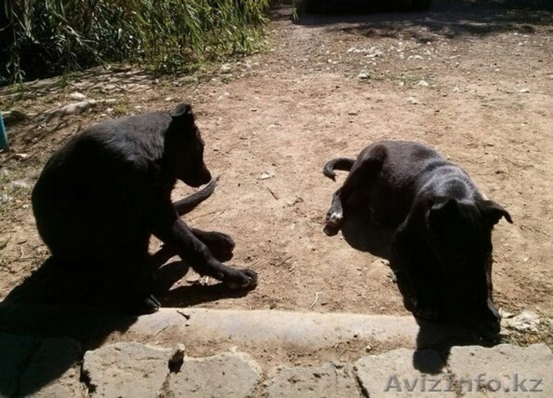 Пропали щенки.. - Изображение #2, Объявление #1158832