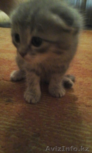 Продам шатландских вислоухих котят  - Изображение #5, Объявление #1578620