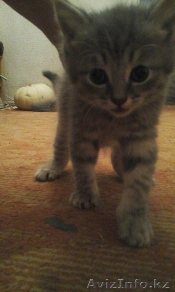 Продам шатландских вислоухих котят  - Изображение #3, Объявление #1578620