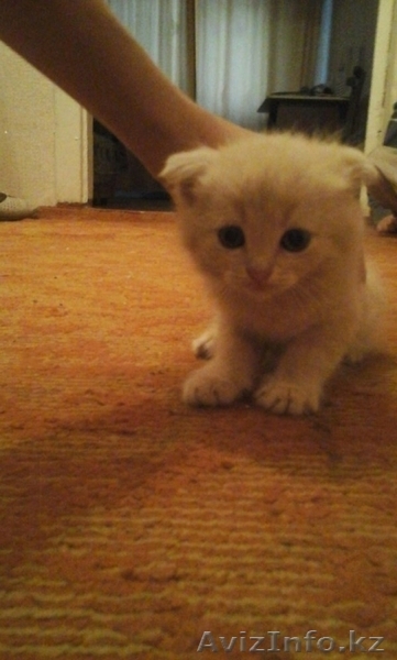 Продам шатландских вислоухих котят  - Изображение #4, Объявление #1578620